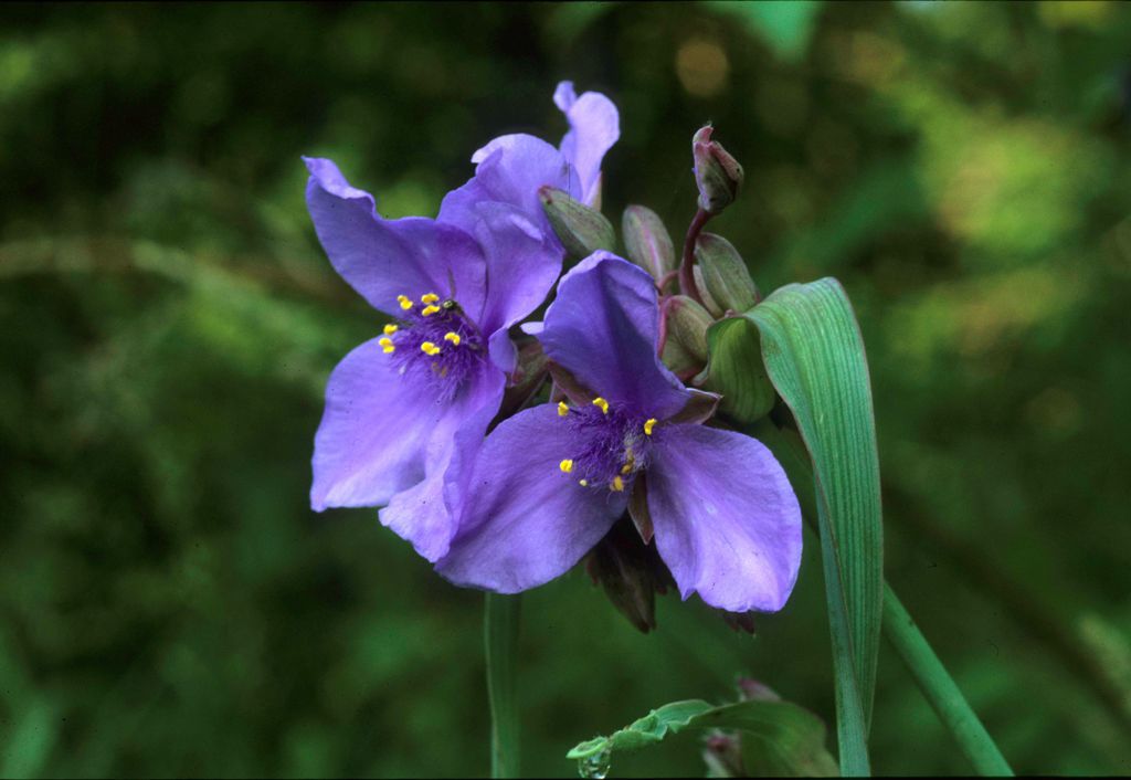 spiderwort